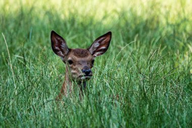 Karaca geyik, Capreolus capreolus çoğunlukla Almanya ve Fransa 'da yaşıyor