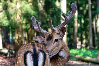 Karaca geyik, Capreolus capreolus çoğunlukla Almanya ve Fransa 'da yaşıyor
