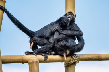 Siyah kafalı örümcek maymun, Ateles fusciceps örümcek maymun türüdür