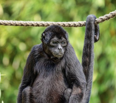 Siyah kafalı örümcek maymun, Ateles fusciceps örümcek maymun türüdür