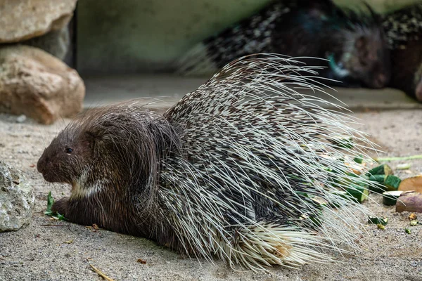 Porcupine à crête indienne, Hystrix indica dans un zoo allemand — Photo