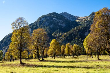 akçaağaç, Ahornboden, Karwendel'de Dağları, Tyrol, Avusturya