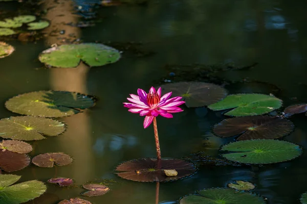 Lotusblumen im Banteay Srei Tempel in Angkor, Kambodscha — Stockfoto