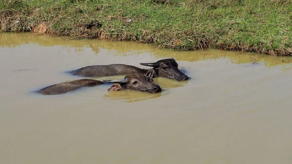 Buffles sauvages dans les eaux du Mékong près de la frontière cambodgienne — Photo