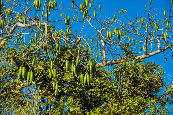 Bela viagem ao campo no distrito rural tropical, Siem Reap, Camboja — Fotografia de Stock