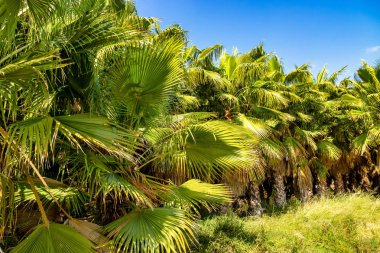 Palm Groves, İspanya'da Alicante yakınlarındaki Elche Palmeral