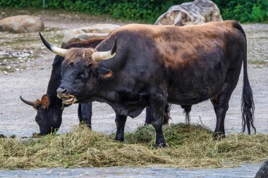Heck sığır, Bos primigenius Toros veya yaban öküzü Hayvanat Bahçesi