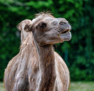 Bactrian deve, Camelus bactrianus Alman bir hayvanat bahçesi