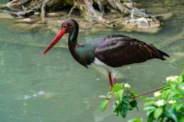 Siyah leylek, Ciconia nigra bir Alman Doğa Parkı