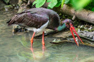 Siyah leylek, Ciconia nigra bir Alman Doğa Parkı