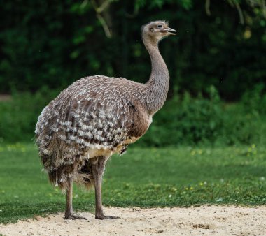 Darwins rhea, Rhea pennata olarak da bilinen daha az rhea.