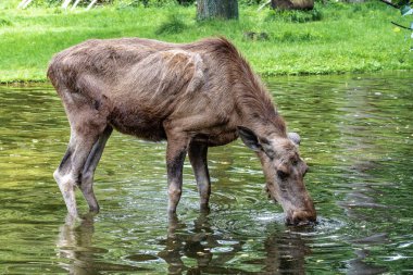 Avrupa Moose, Alces alces, olarak da bilinen geyik