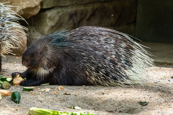 Porcupine à crête indienne, Hystrix indica dans un zoo allemand — Photo