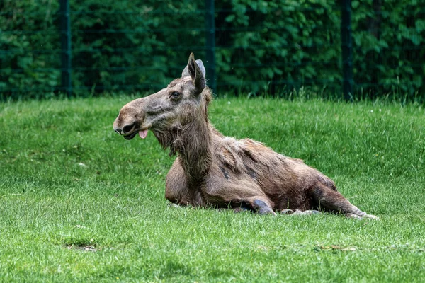 Europese Moose, Alces alces, ook bekend als de elandtest — Stockfoto