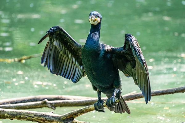 Der Kormoran Phalacrocorax carbo sitzt auf einem Ast — Stockfoto