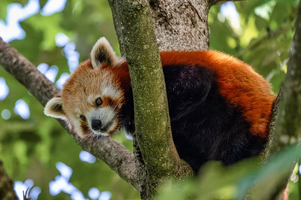 Le panda rouge, Ailurus fulgens, aussi appelé le petit panda . — Photo