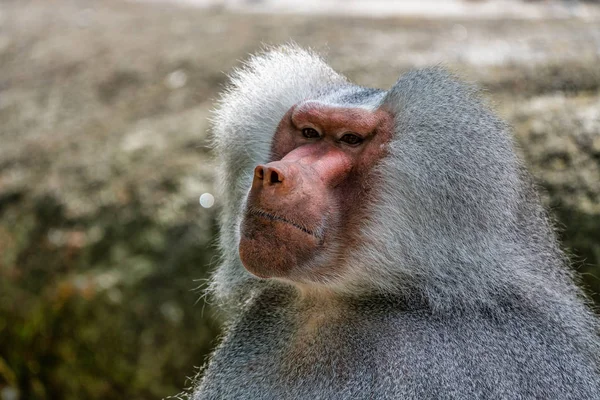 Hamadryas babian, Papio hamadryas ingår i släktet babian — Stockfoto