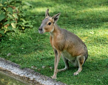 Patagonya Mara, Dolichotis patagonum olan büyük akrabaları eskiden şiling şimdi pigs