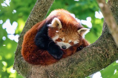 Red panda, Ailurus fulgens, küçük panda olarak da bilinir.