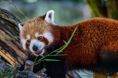 Red panda, Ailurus fulgens, küçük panda olarak da bilinir.