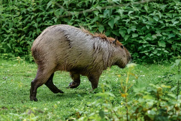 Capybara, Hydrochoerus hydrochaeris pastva na čerstvé zelené trávě — Stock fotografie