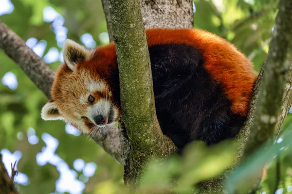 Red panda, Ailurus fulgens, küçük panda olarak da bilinir.