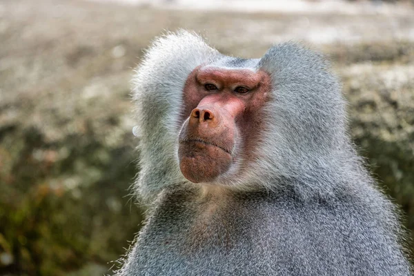 Papio hamadryas é uma espécie de babuíno do gênero "Papio" — Fotografia de Stock