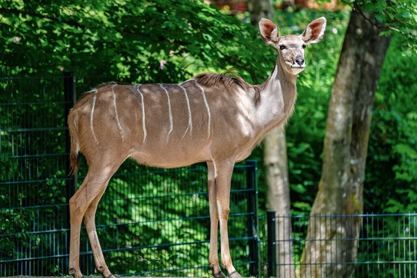 The common eland, Taurotragus oryx is a savannah antelope — Stock Photo, Image