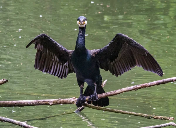 De grote aalscholver, Phalacrocorax carbo zittend op een tak — Stockfoto