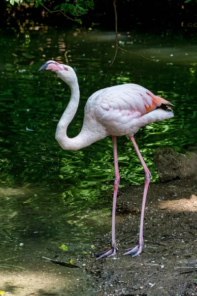 Американский фламинго, Phoenicopterus ruber большой вид фламинго — стоковое фото