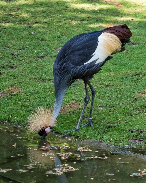 Siyah taç Crane, Balearica pavonina Hayvanat Bahçesi — Stok fotoğraf