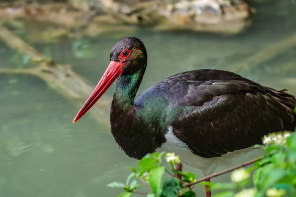 Schwarzstorch, ciconia nigra in einem deutschen Naturpark — Stockfoto