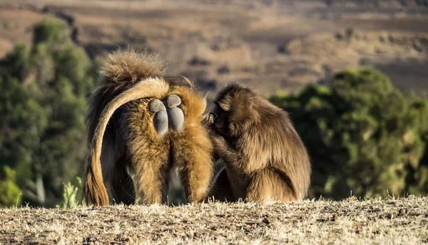 stock image Gelada Baboon - Theropithecus Gelada. Simien Mountains in Ethiopia