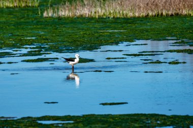 Büyük Flamingolar Içinde Lagoon Fuente de Piedra, Endülüs, İspanya