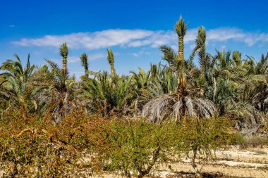 Palm Groves, İspanya'da Alicante yakınlarındaki Elche Palmeral