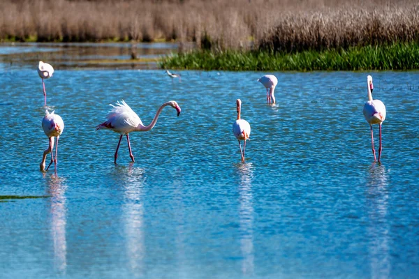 Greater Flamingos in Lagoon Fuente de Piedra, Andalusia, Spain — Stock Photo, Image