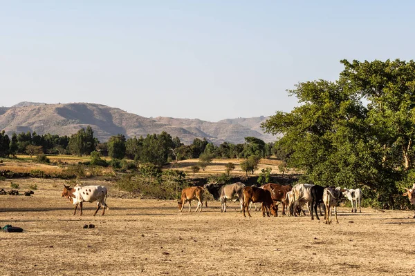 埃塞俄比亚的伊希斯-伊拉特, 青尼罗河瀑布附近的婆罗门或泽布公牛 — 图库照片