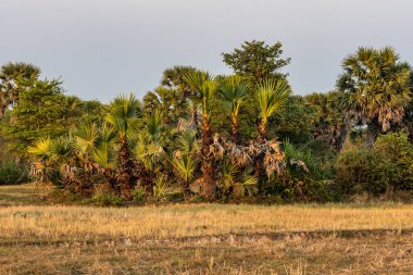 Güzel kırsal seyahat tropikal kırsal bölgesinde, Siem Reap, Kamboçya