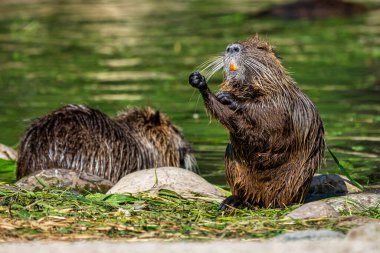 Nehir faresi veya eğitimin olarak da bilinen coypu, Myocastor adatavşanları,