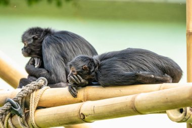 Siyah kafalı örümcek maymun, Ateles fusciceps örümcek maymun türüdür