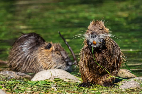 Beverrat, Myocastor coypus, ook bekend als rivier rat of nutria 's — Stockfoto