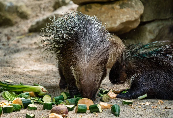 Porcupine à crête indienne, Hystrix indica dans un zoo allemand — Photo