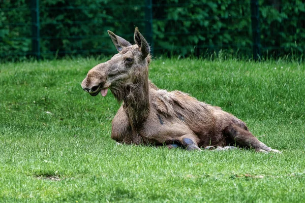Europese Moose, Alces alces, ook bekend als de elandtest — Stockfoto