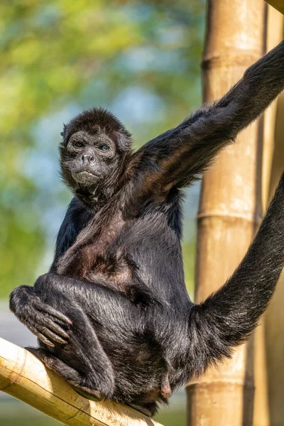 Der Schwarzkopf-Spinnenaffe, ateles fusciceps ist eine Art von Spinnenaffe — Stockfoto