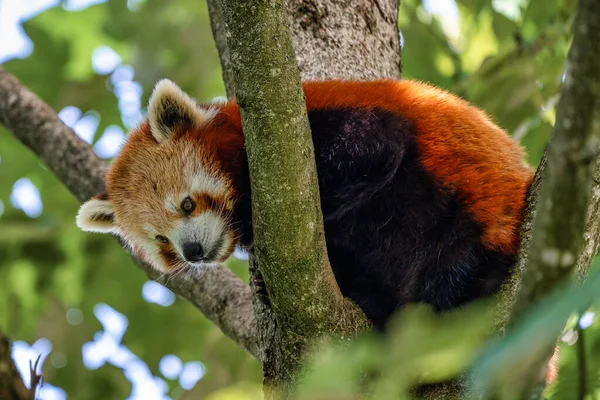 Le panda rouge, Ailurus fulgens, aussi appelé le petit panda . — Photo