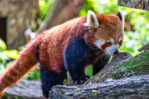 El panda rojo, Ailurus fulgens, también llamado el panda menor . —  Fotos de Stock