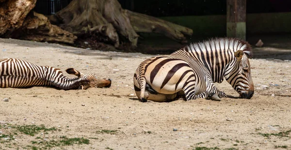 Hartmanns Mountain Zebra, Equus zebra hartmannae. Veszélyeztetett zebra. — Stock Fotó