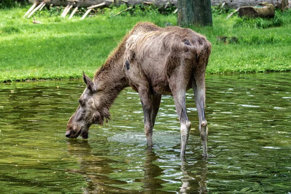 European Moose, Alces alces, also known as the elk — Stock Photo, Image