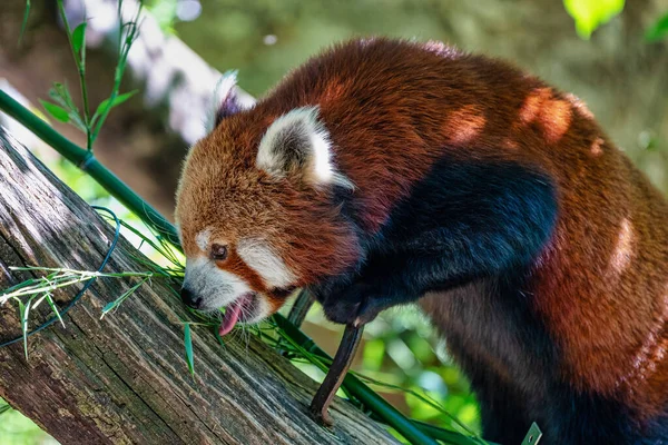 El panda rojo, Ailurus fulgens, también llamado el panda menor . — Foto de Stock