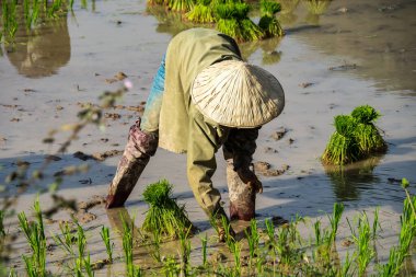 Champasak Vadisi 'nde bir pirinç tarlada çalışan yerel köylüler, Laos